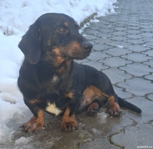 Vand catel soricar - teckel - imagine 2