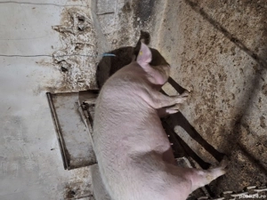 Porci de vanzare  - imagine 2