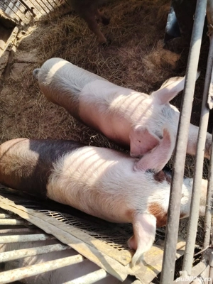 Vand porci - imagine 3