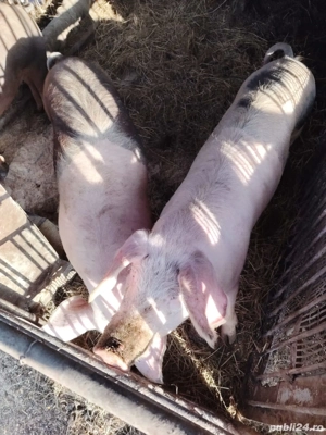 Vand porci - imagine 2