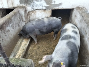 Vând porci 170-180kg  - imagine 3