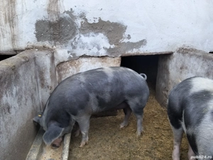 Vând porci 170-180kg  - imagine 5