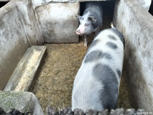 Vând porci 170-180kg  - imagine 2