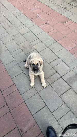 Cățel kangal de vânzare  - imagine 2