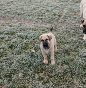 Cățel kangal de vânzare 