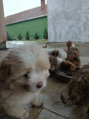 Căței bichoni de 8 săptămîni Arad. - imagine 2