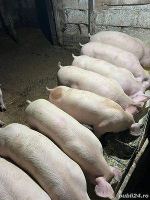 vand grasuni 75-90 - imagine 2