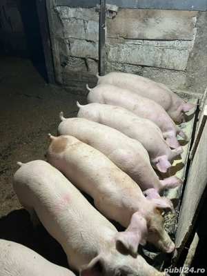 vand purcei de carne