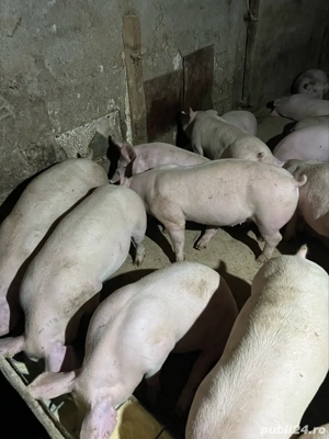 vand grasuni 75-90 - imagine 3