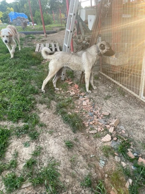 Cățea de Kangal cu volkodav  - imagine 4