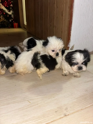 catei shih tzu 