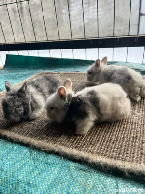 iepuri pitici - imagine 2