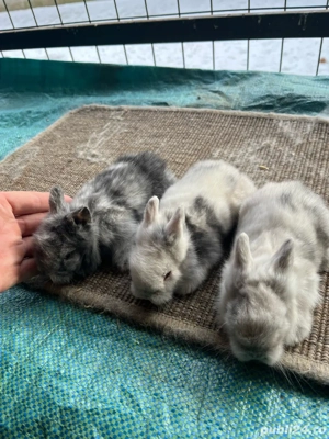 iepuri pitici - imagine 3