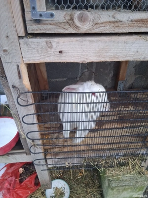 iepurii de casa  - imagine 3