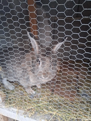 iepurii de casa  - imagine 2