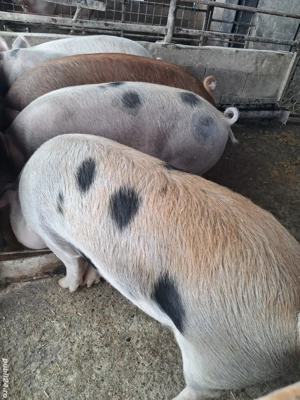 de vânzare 4 masculi 80..120 kg rasă duroc și petrean ofer transport 