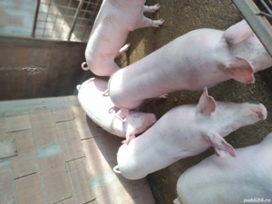 Porci de vânzare diferite mărimi  - imagine 2
