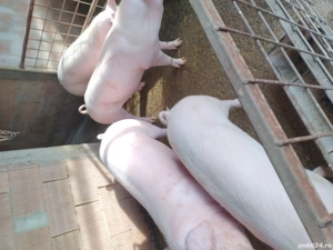 Porci de vânzare diferite mărimi  - imagine 3