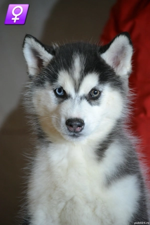 Husky Siberian cu pedigree 