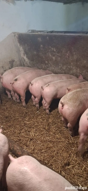 Vand purcei rasa de carne , de la.20-50 de kg. la cerere se asigura si transport 