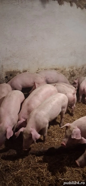 Vand purcei rasa de carne , de la.20-50 de kg. la cerere se asigura si transport  - imagine 4