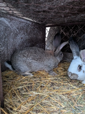 iepuri urian german 10 săptămâni  - imagine 3