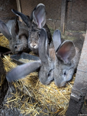 iepuri urian german 10 săptămâni  - imagine 4