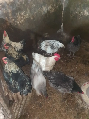 cocosi de vanzare  - imagine 2