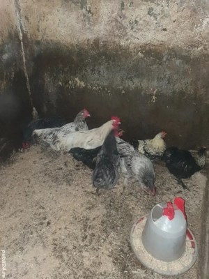 cocosi de vanzare  - imagine 3