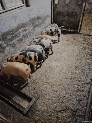 Vând 8 purcei 13 săptămâni 