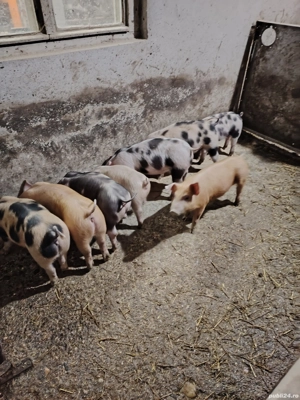 Vând 8 purcei 13 săptămâni  - imagine 2