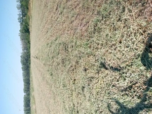 Baloti de lucernă de vanzare