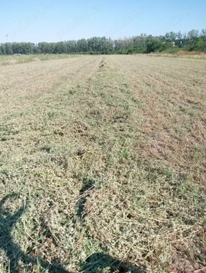 Baloti de lucernă de vanzare