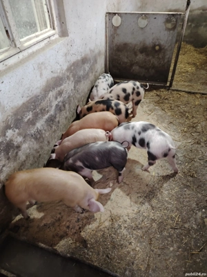 Vând 8 purcei 13 săptămâni  - imagine 4