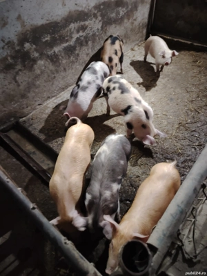 Vând 8 purcei 13 săptămâni  - imagine 3