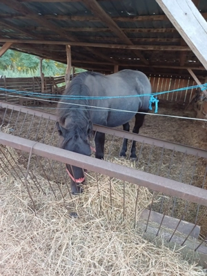 mânză semigrea - imagine 3