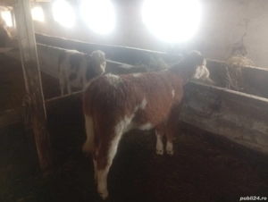 Viței De vânzare doi viței - imagine 4