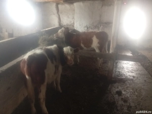 Viței De vânzare doi viței - imagine 3