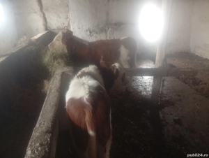 Viței De vânzare doi viței - imagine 2