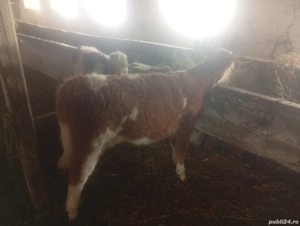 Viței De vânzare doi viței