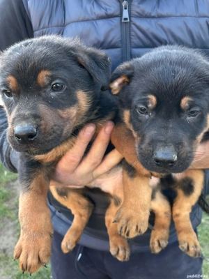 catei Ciobanesc german  - imagine 3