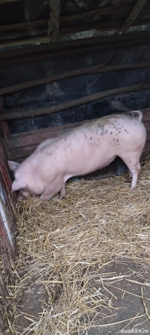 vand grasuna  - imagine 2