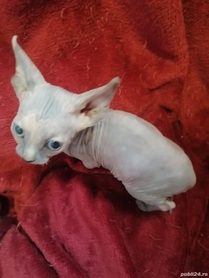 fetita sfinx - imagine 2