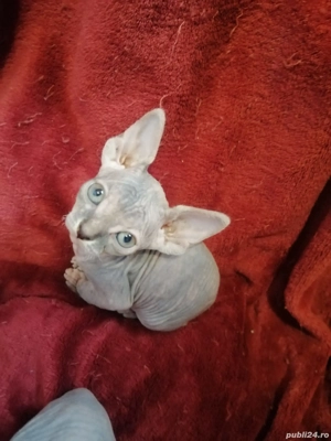 fetita sfinx - imagine 2