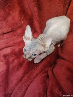 fetiță sfinx - imagine 2