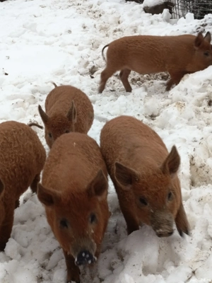 vand purcei mangalița 