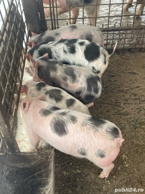 porci de vanzare detalii la telefon - imagine 3