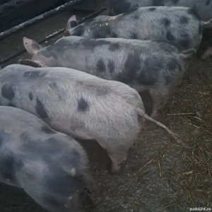 vand purcei - imagine 2