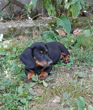 Vand catel soricar - teckel - imagine 3