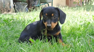 Vand catel soricar - teckel - imagine 4